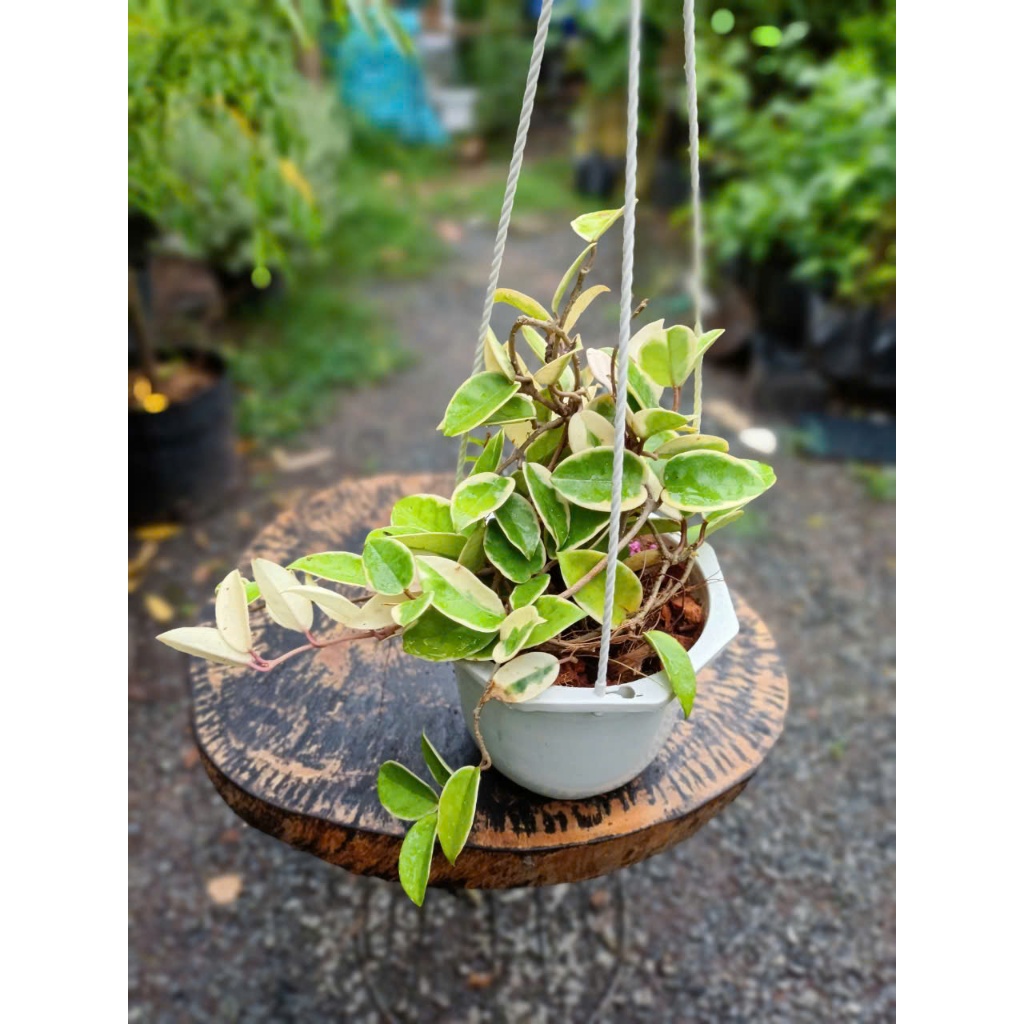 Cây cẩm cù cẩm thạch mini cute (chỉ giao hỏa tốc HCM)