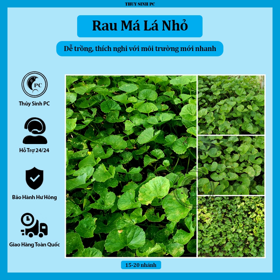 Rau má lá nhỏ