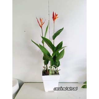 Cây chuối mỏ két hoa đỏ( Chuối thiên điểu)