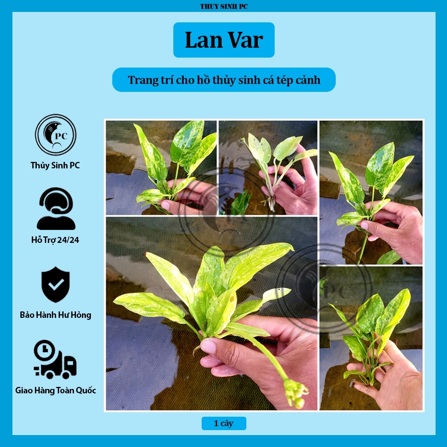 Lan nước var thủy sinh