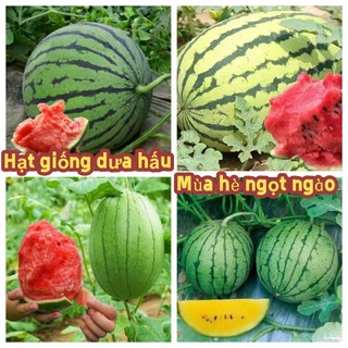 Hạt giống dưa hấu Lười biếng lãnh chúa Dưa hấu kirin Dưa hấu đen đẹp Khối lượng lớn Siêu ngọt Cảm giác giòn tan