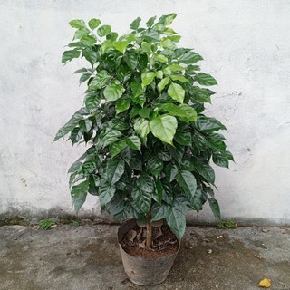 Cây Hạnh Phúc, đong đầy phúc lộc