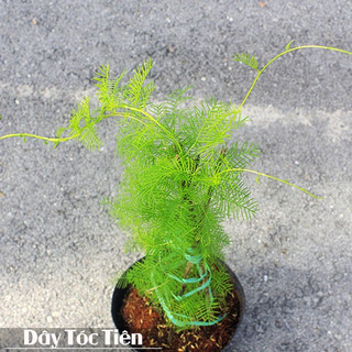 DÂY LEO TÓC TIÊN, CÂY HOA SAO (bán CÂY giống)