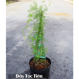 DÂY LEO TÓC TIÊN, CÂY HOA SAO (bán CÂY giống)