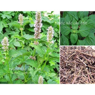 Hoắc hương 500g (Quảng hoắc hương)