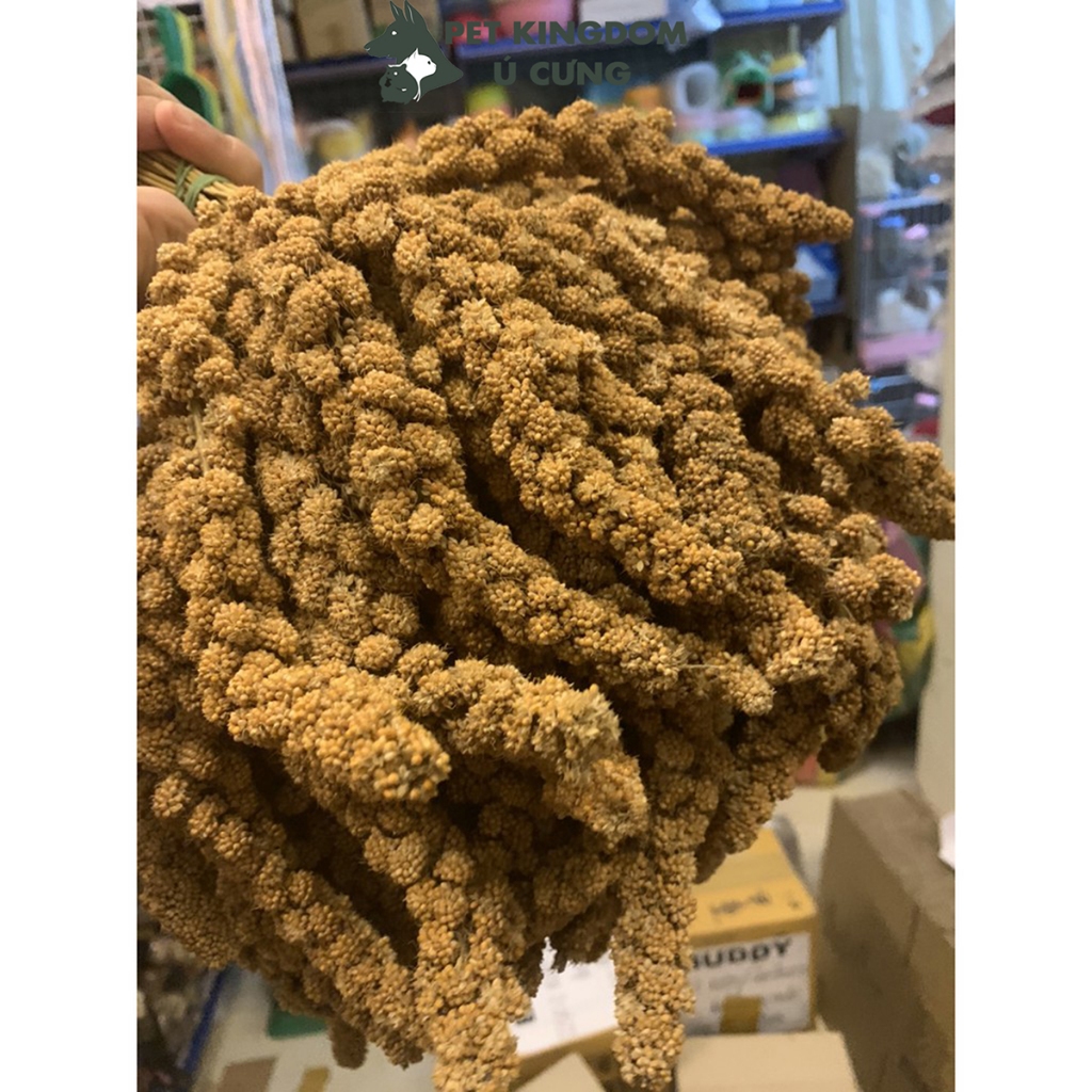 Kê chùm Thức ăn hamster