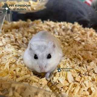 Lót chuồng hamster mùn nén