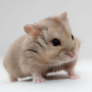 sâu khô cho hamster, nhím, sóc ( lọ 36gr )
