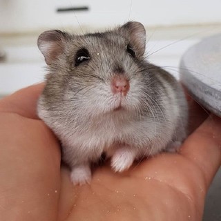 Lồng mini hamster trong suốt