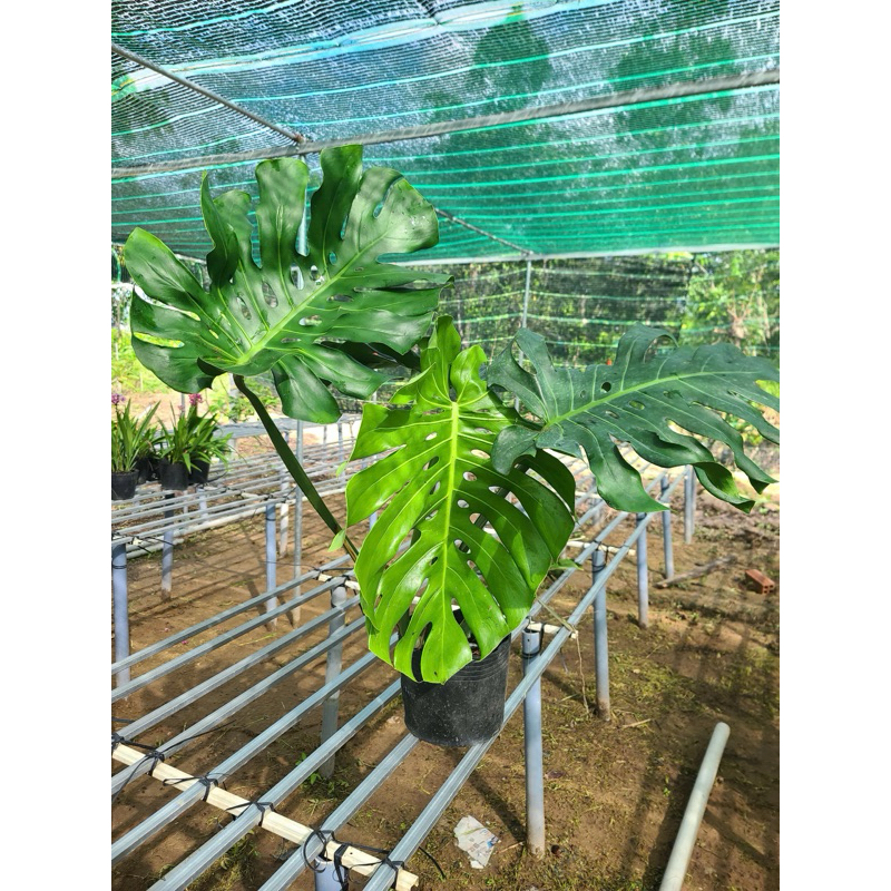 Cây trầu bà nam mỹ size đại