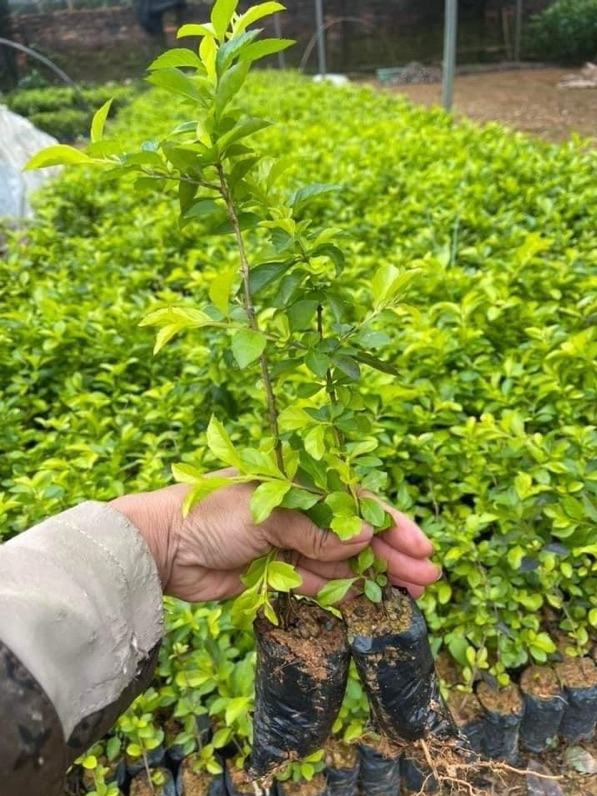 Cây giống chuỗi ngọc trồng hàng rào trang trí cảnh quan, cây giống mắt ngọc