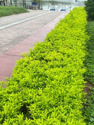 Cây giống chuỗi ngọc trồng hàng rào trang trí cảnh quan, cây giống mắt ngọc