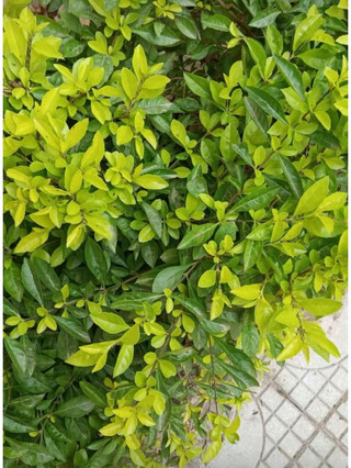 Cây giống chuỗi ngọc trồng hàng rào trang trí cảnh quan, cây giống mắt ngọc