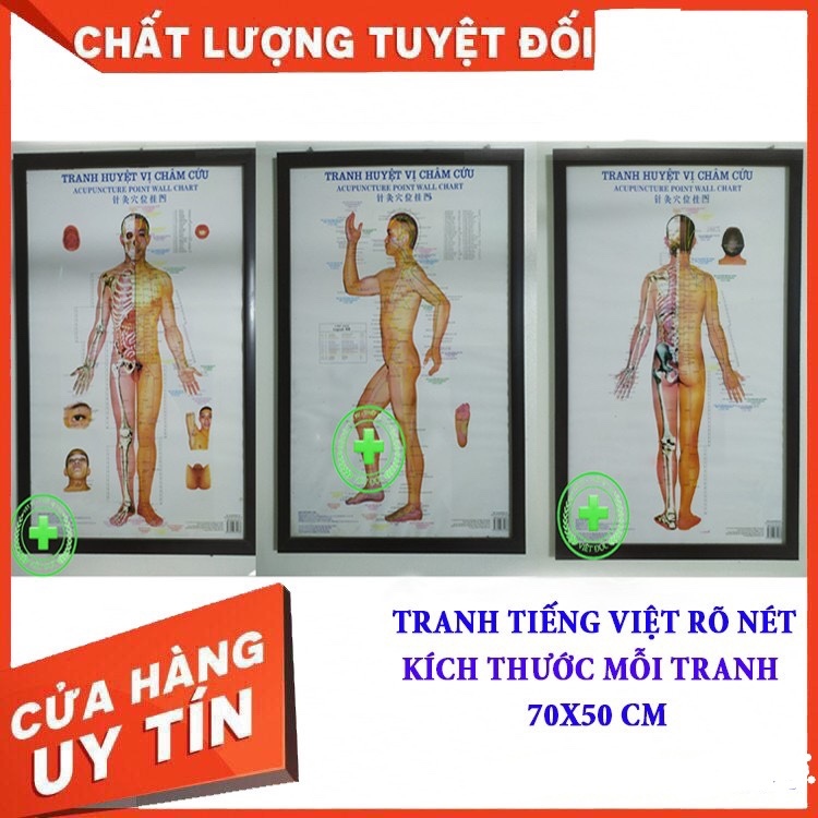 Tranh châm cứu huyệt vị 3 tờ - kích thước 50x70cm