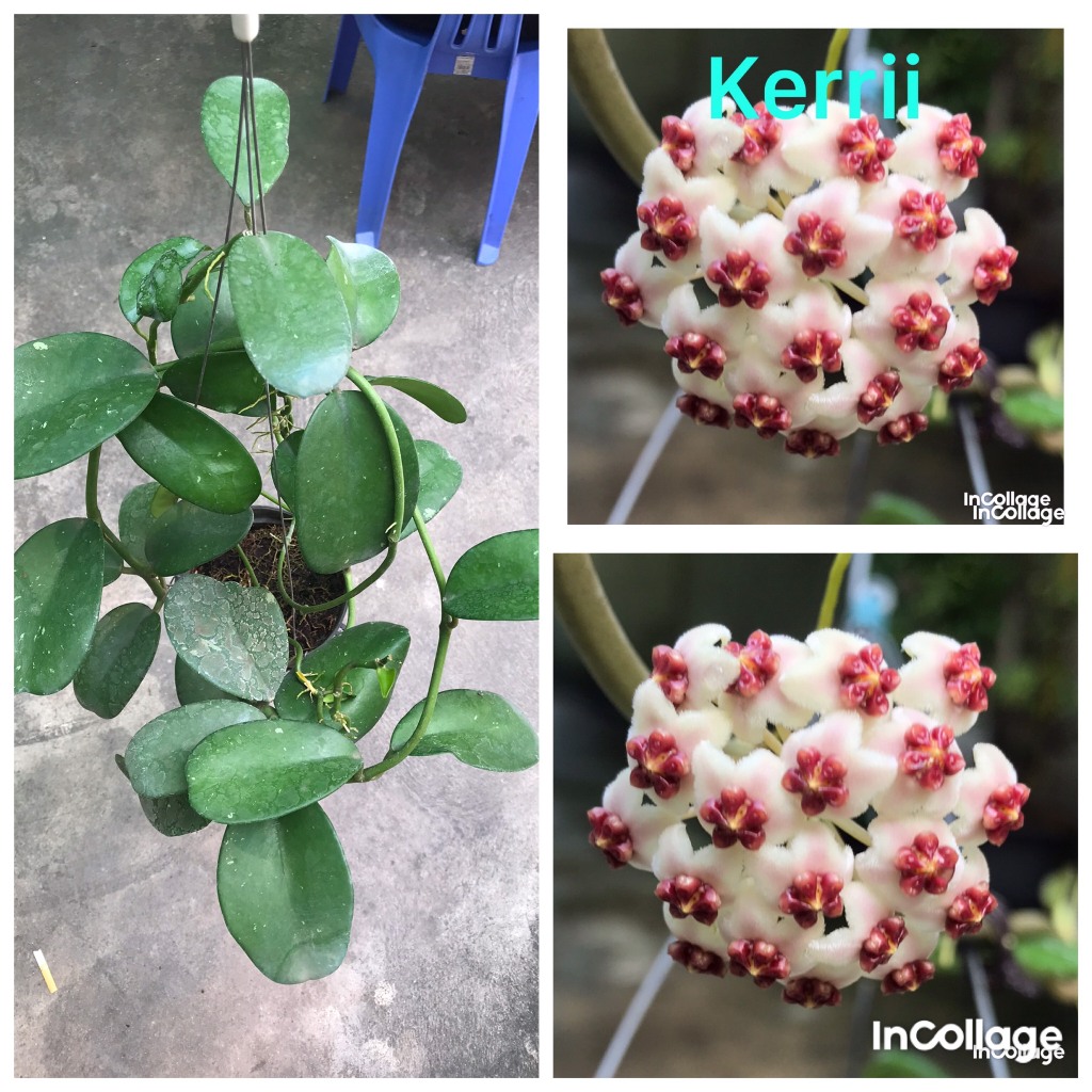 giò hoa lan cẩm cù Kerrii