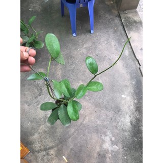 giò hoa lan cẩm cù Kerrii
