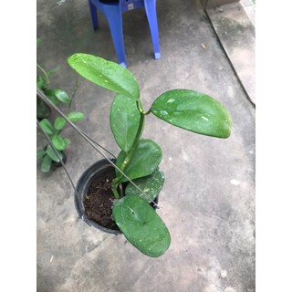 giò hoa lan cẩm cù Kerrii