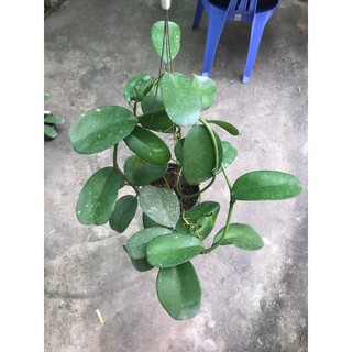 giò hoa lan cẩm cù Kerrii