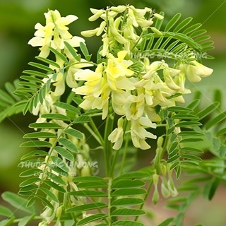 Hoàng kỳ đã sao thơm vàng 100g