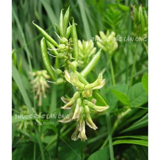 Hoàng kỳ đã sao thơm vàng 100g