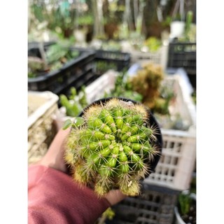 xương rồng bí xanh ( đi tổng đơn 30k)