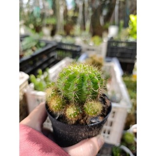 xương rồng bí xanh ( đi tổng đơn 30k)