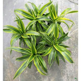 [Hoả tốc HCM] Cây phong thủy Phát Tài Mỹ - CayGiongTot
