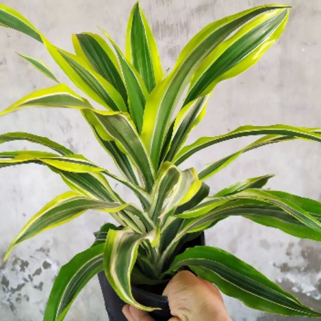 [Hoả tốc HCM] Cây phong thủy Phát Tài Mỹ - CayGiongTot