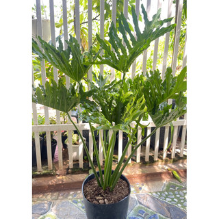 Cây Trầu Bà Thanh Xuân- tặng kèm phân bón