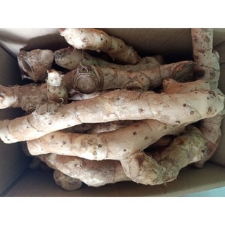 Củ Cát Lồi Mía Dò chắc lọi - 1Kg