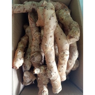 Củ Cát Lồi Mía Dò chắc lọi - 1Kg