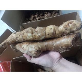 Củ Cát Lồi Mía Dò chắc lọi - 1Kg