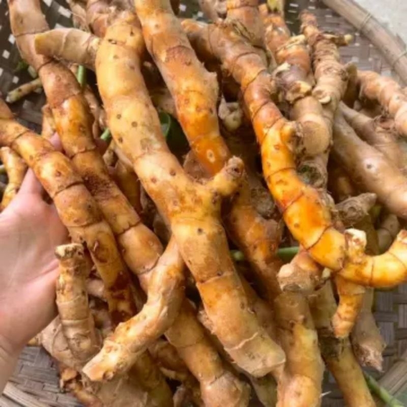 Củ Cát Lồi Mía Dò chắc lọi - 1Kg