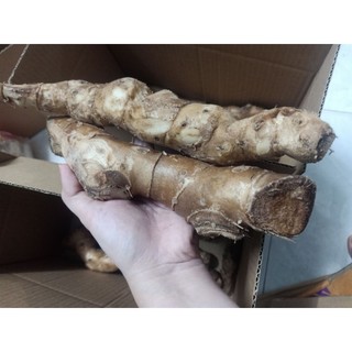 Củ Cát Lồi Mía Dò chắc lọi - 1Kg