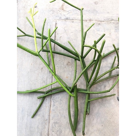 Cây giao (chỉ giao hỏa tốc HCM)