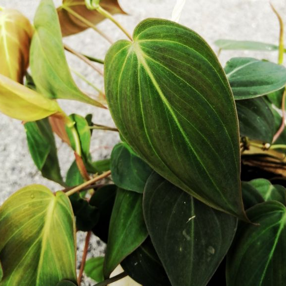 Cây trầu bà Micans, Philodendron Micans (có hỏa tốc)