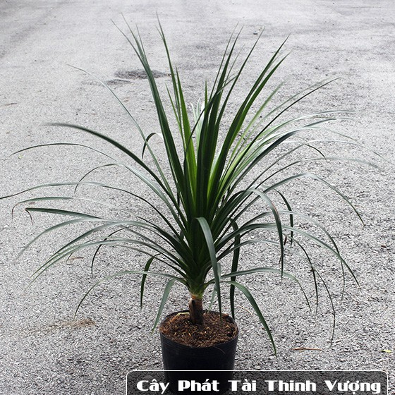 Cây Phát Tài Thịnh Vượng