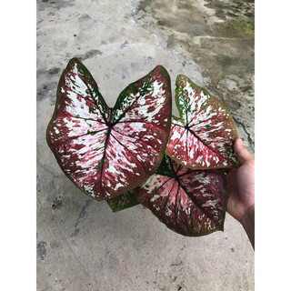 củ môn các loại