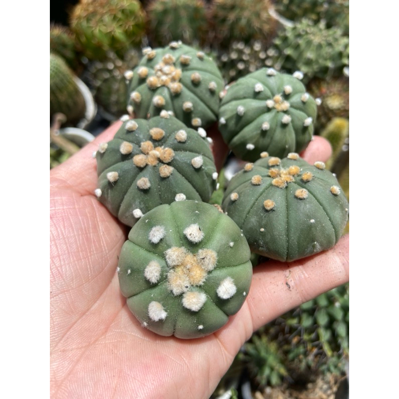 XƯƠNG RỒNG ASTER 2-3CM