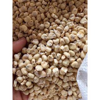 ( 1kg) Ngô, bắp nếp hạt sống