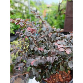 Cây hồng phụng (chỉ giao hỏa tốc HCM)