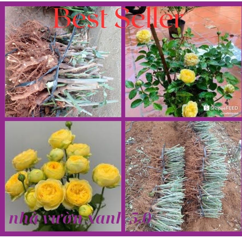 Combo 10 Gốc Hoa Hồng Catalina(gốc rễ trần).mua từ 5 gốc tặng kích rễ