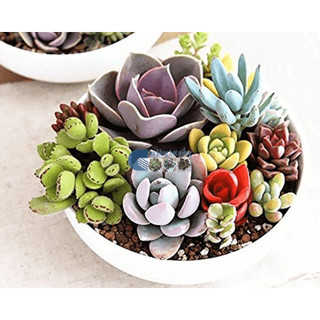 Hạt giống hoa sen đá MIX gói 20 hạt