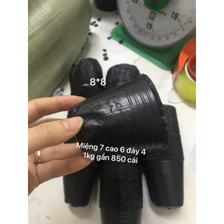 1kg bầu ươm nhiều kích cỡ
