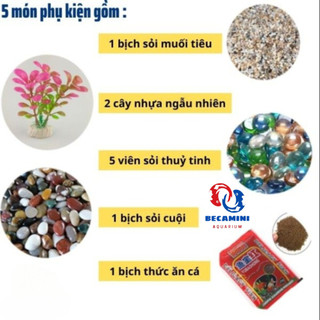 Bể cá mini để bàn COMBO kèm phụ kiện ( ống 18x25 )