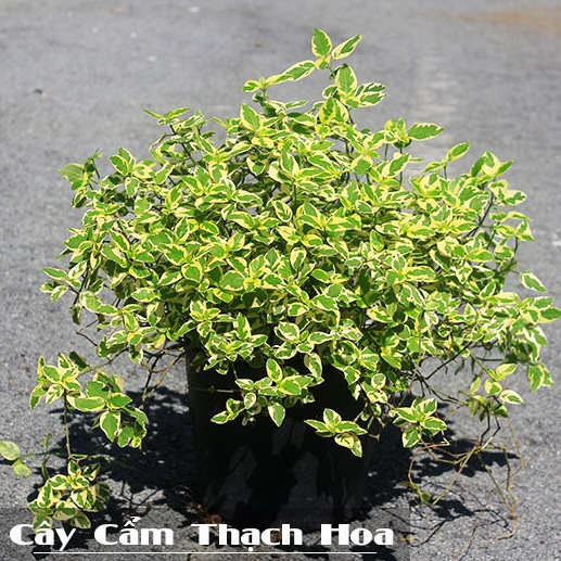 Cây Cẩm Thạch Hoa