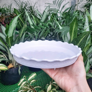 Dĩa lót chậu tròn 15cm (dĩa nhựa,màu trắng)