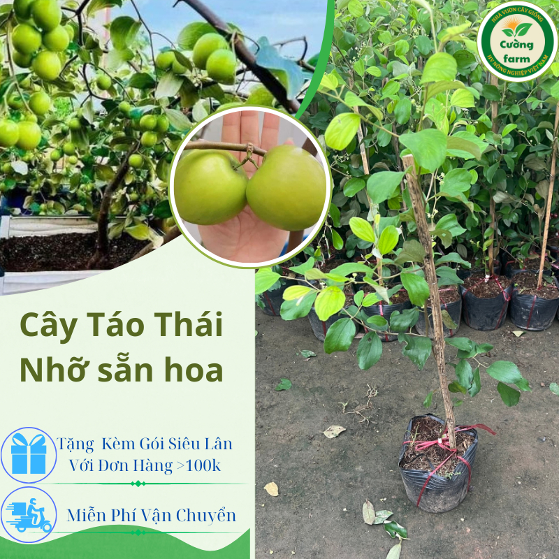 Cây Táo Thái da xanh bầu to, táo siêu trái, táo trồng chậu