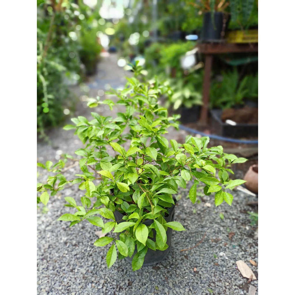 Cây lài nhật size 60-70cm (chỉ giao hoả tốc HCM)