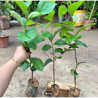 Cây HỒNG GIÒN NHẬT BẢN fuji / hồng không hạt ( cây ghép) - hồng vuông